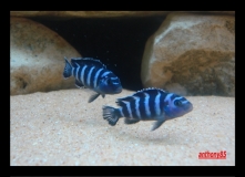 Chindongo demasoni Pombo Rocks (Femelle)