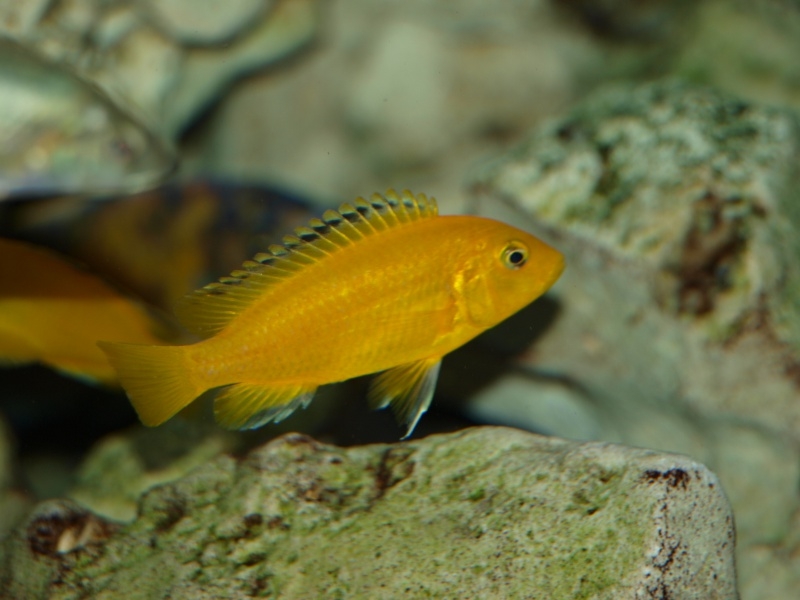Labidochromis caeruleus Ruarwe (Femelle)