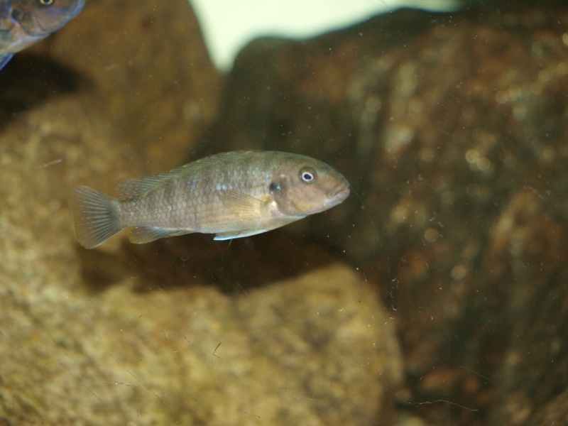 Pseudotropheus sp.