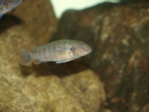 Pseudotropheus sp.