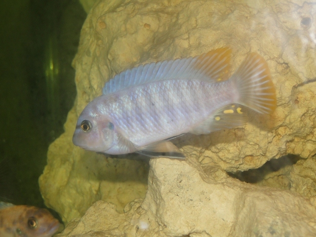 Labeotropheus fuelleborni Chimwalani Reef (Mâle)