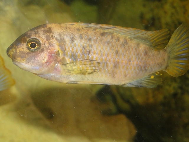 Labeotropheus fuelleborni Chimwalani Reef (Femelle OB)
