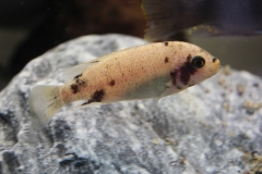 Maylandia xanstomachus Maleri Island (Femelle OB)