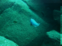 Maylandia zebra Machili Island Mâle