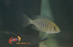 Aulonocara jacobfreibergi Undu Reef (Mamelela) Femelle