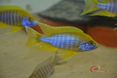 Aulonocara jacobfreibergi Undu Reef (Mamelela) Mâle