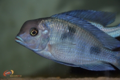 Cyrtocara moorii (Mâle)