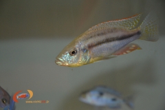 Dimidiochromis strigatus (Juvénile)