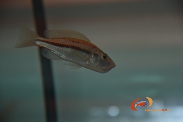 Dimidiochromis strigatus  (Femelle)