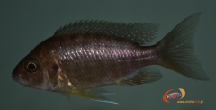 Aulonocara jacobfreibergi Undu Reef (Mamelela) Femelle