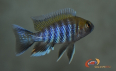 Aulonocara jacobfreibergi .Boadzulu (jeune mâle)