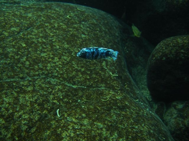 Maylandia zebra Machili  Island(Male MC)