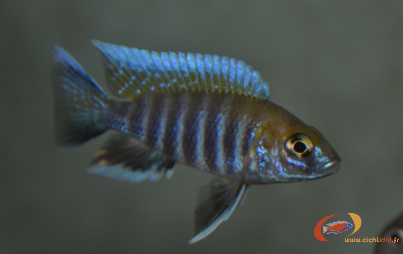 Aulonocara jacobfreibergi .Boadzulu (jeune mâle)