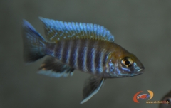 Aulonocara jacobfreibergi .Boadzulu (jeune mâle)