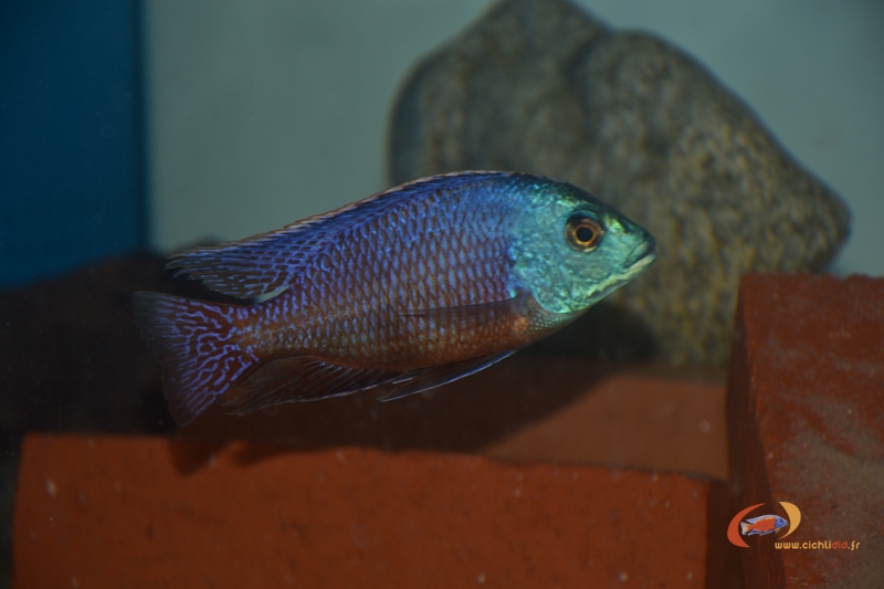 Protomelas taeniolatus Namalenje (Mâle)