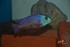Protomelas taeniolatus Namalenje (Mâle)