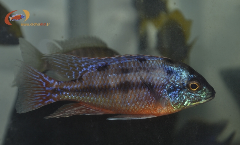 Protomelas taeniolatus Namalenje (mâle dominé)