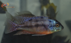 Protomelas taeniolatus Namalenje (mâle dominé)