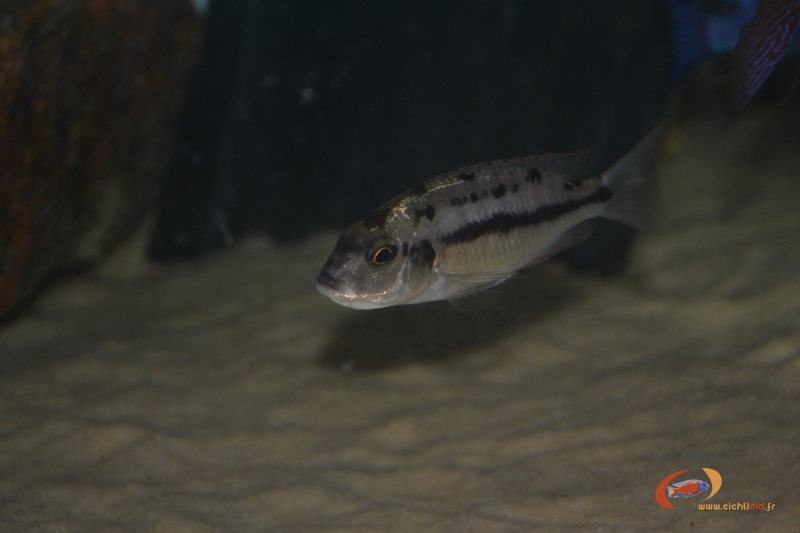 Protomelas taeniolatus Namalenje (Femelle)