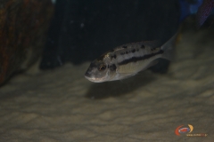 Protomelas taeniolatus Namalenje (Femelle)