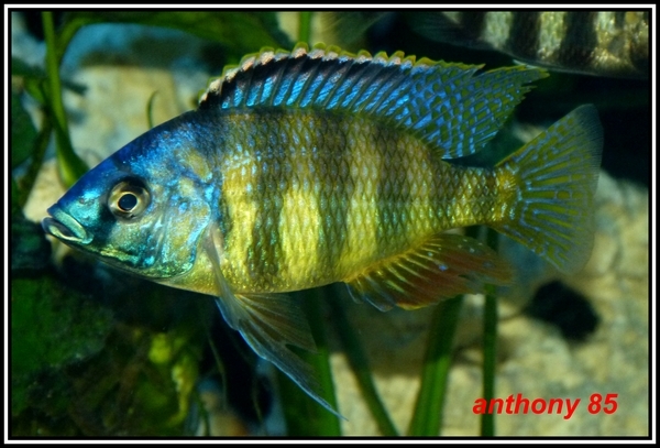 Placidochromis sp 