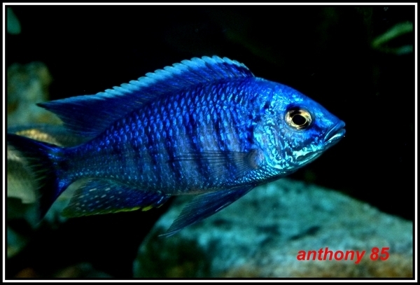 Copadichromis azureus Mbenji (Male)
