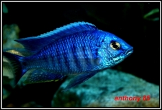 Copadichromis azureus Mbenji (Male)
