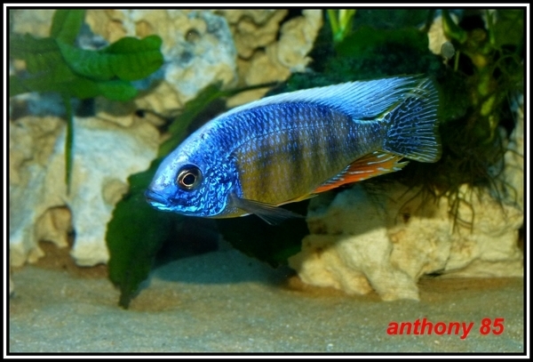 Protomelas sp. 