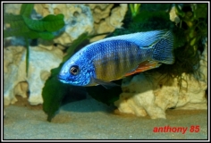 Protomelas sp. 