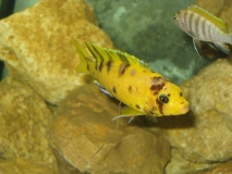 Maylandia sp"zebra gold" Charo (Male MC)