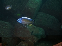 Copadichromis borleyi  Linganjala Reef (Male)