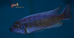 Labeotropheus trewavasae Chilumba (Mâle)