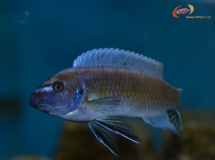 Labeotropheus trewavasae Chilumba (Mâle)