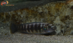 Labeotropheus trewavasae Chilumba (Femelle)