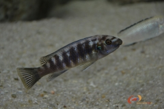 Labeotropheus trewavasae Chilumba (Femelle))