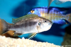 Gephyrochromis lawsi (femelle)