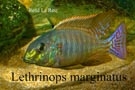 Lethrinops marginatus Matema (mâle)
