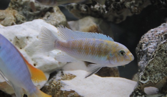 Labeotropheus trewavasae Chiofu (Male)