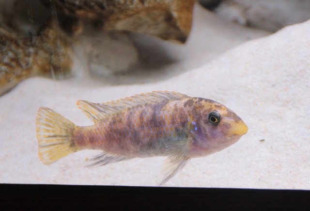 Labeotropheus trewavasae Chiofu (Femelle)
