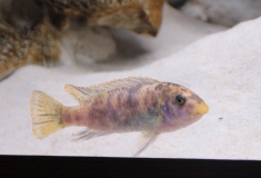 Labeotropheus trewavasae Chiofu (Femelle)