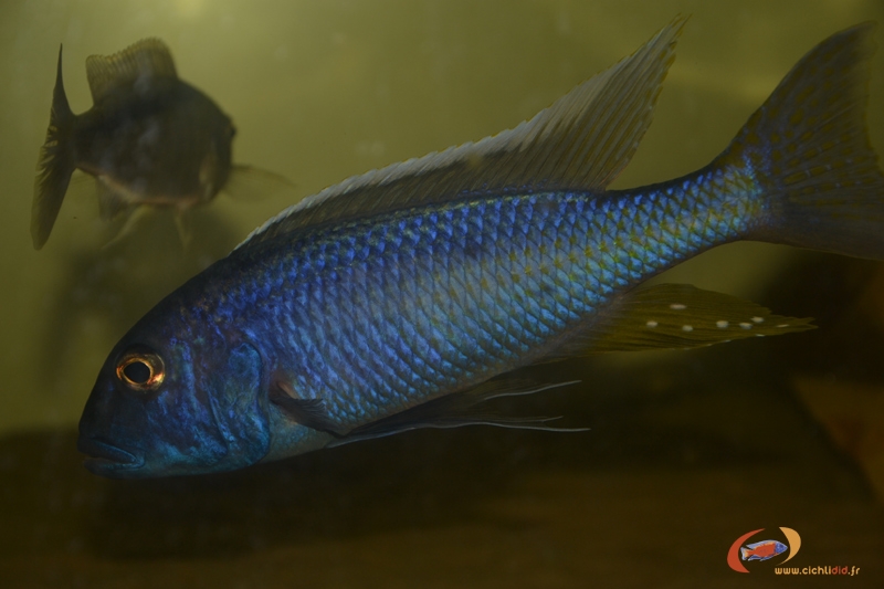 Buccochromis spectabilis (Mâle)