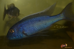 Buccochromis spectabilis (Mâle)