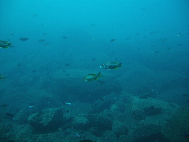 Copadichromis borleyi  Linganjala Reef (Femelle)