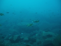 Copadichromis borleyi  Linganjala Reef (Femelle)
