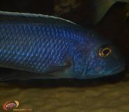 Buccochromis spectabilis (Mâle)