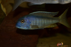 Buccochromis spectabilis (jeune mâle/juvénile)