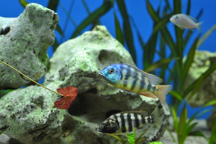 Placidochromis sp 