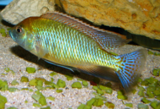 Mylochromis plagiotaenia Mvunguti (Male)