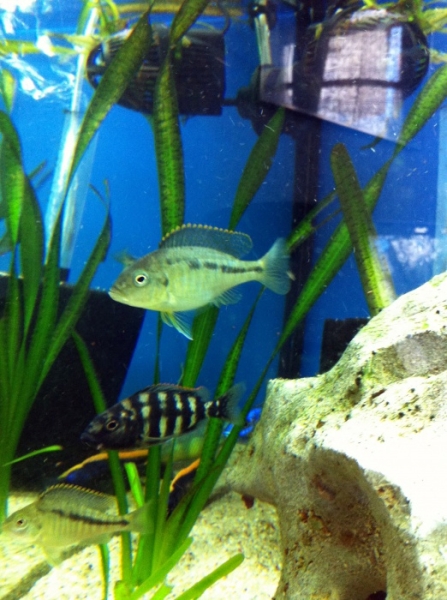Mylochromis plagiotaenia Mvunguti (Femelle)