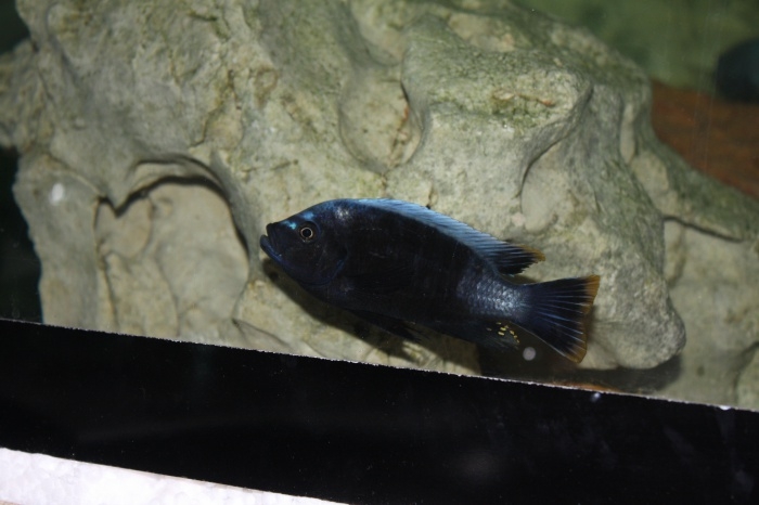 Cynotilapia sp. 